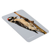 Niedlicher Holzspecht auf Obstbaum Magnet (Rechte Seite)