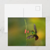 Niedlicher Hummingvogel und Blume, wild lebende Ti Postkarte (Vorne/Hinten)