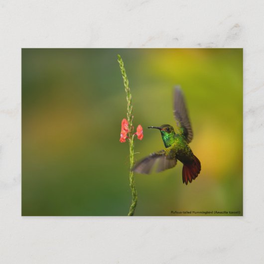 Niedlicher Hummingvogel und Blume, wild lebende Ti Postkarte (Vorderseite)