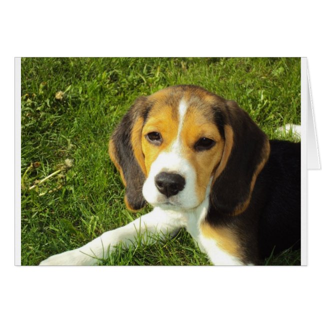 Niedlicher Hund (Vorderseite (Horizontal))