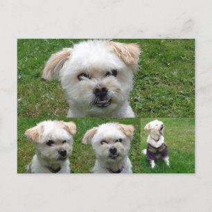 Niedlicher Hund 3 Bild Postkarte