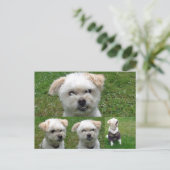 Niedlicher Hund 3 Bild Postkarte (Stehend Vorderseite)
