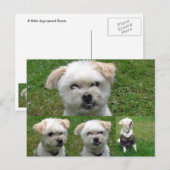 Niedlicher Hund 3 Bild Postkarte (Vorne/Hinten)