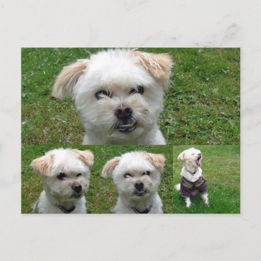 Niedlicher Hund 3 Bild Postkarte (Vorderseite)