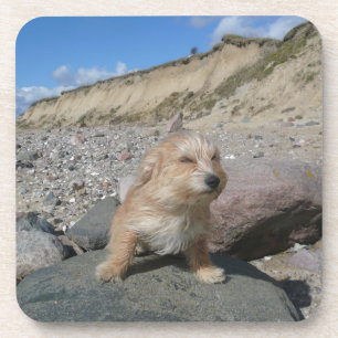 Niedlicher Hund am Strand Untersetzer