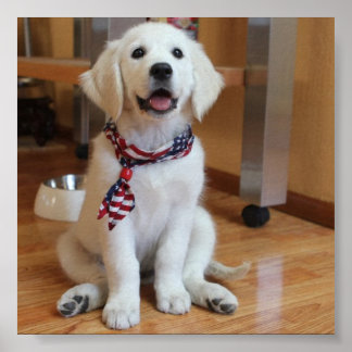 niedlicher Hund auf dem Weltplakat Poster