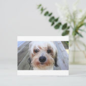 Niedlicher Hund auf der Bank Postkarte (Stehend Vorderseite)