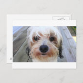 Niedlicher Hund auf der Bank Postkarte (Vorne/Hinten)