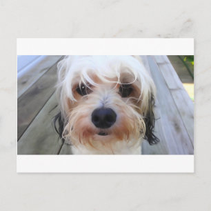 Niedlicher Hund auf der Bank Postkarte