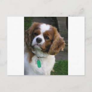 Niedlicher Hund auf der Welt Postkarte