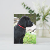 Niedlicher Hund aus dem Black Lab - Labrador Retri Postkarte (Stehend Vorderseite)