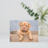 Niedlicher Hund De Bordeaux Welpenhund Postkarte (Stehend Vorderseite)