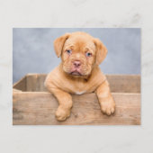 Niedlicher Hund De Bordeaux Welpenhund Postkarte (Vorderseite)