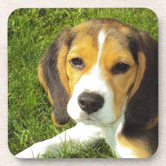 Niedlicher Hund Getränkeuntersetzer (Vorderseite)