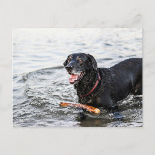 Niedlicher Hund glücklich spielen in Wasser Schwar Postkarte