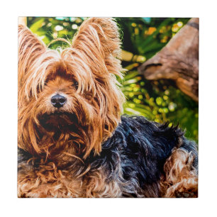 Niedlicher Hund Haustier Yorkie Peace Liebe Reisez Fliese