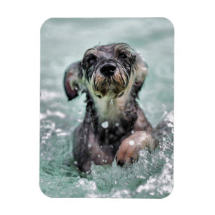 Niedlicher Hund Hunde Schwimmen Magnet