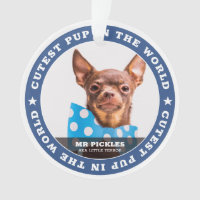 Niedlicher Hund im Foto für Hunde