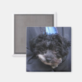 niedlicher HUND Magnet (Vorderseite/Rückseite)