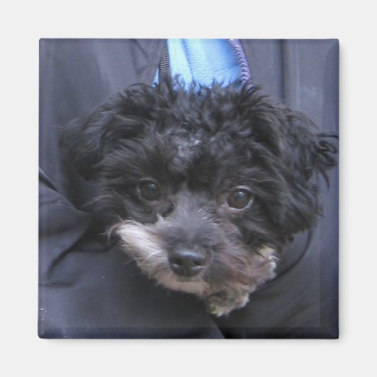 niedlicher HUND Magnet (Vorne)
