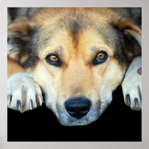 Niedlicher Hund mit beliebigem Farbhintergrund Poster