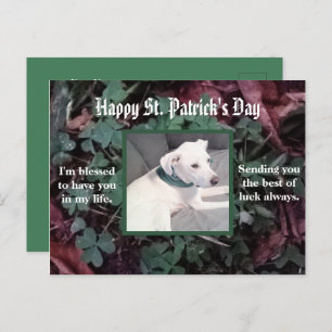 Niedlicher Hund mit grünen Kleeblättern Postkarte