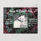 Niedlicher Hund mit grünen Kleeblättern Postkarte (Vorderseite)