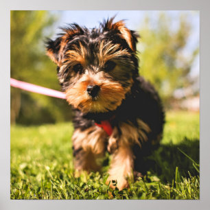 Niedlicher Hund Nah-Up-Poster Poster