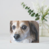 niedlicher Hund Postkarte (Stehend Vorderseite)