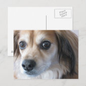 niedlicher Hund Postkarte (Vorne/Hinten)
