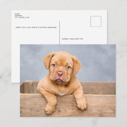 Niedlicher Hund Postkarte (Vorne/Hinten)