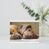 Niedlicher Hund Postkarte (Stehend Vorderseite)