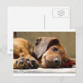 Niedlicher Hund Postkarte (Vorne/Hinten)