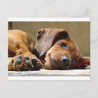 Niedlicher Hund Postkarte