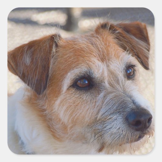 Niedlicher Hund Quadratischer Aufkleber (Vorderseite)