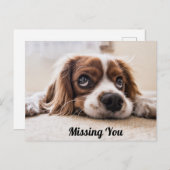 Niedlicher Hund/Spaniel Sad Eyes Foto Vermisst Postkarte (Vorne/Hinten)