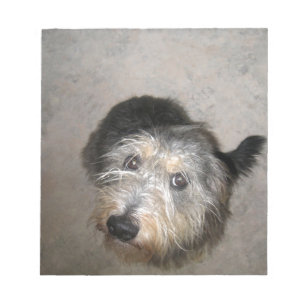 Niedlicher Hund sucht Notizblock