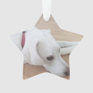 Niedlicher Hund trägt Red Collar Star Weihnachten Ornament