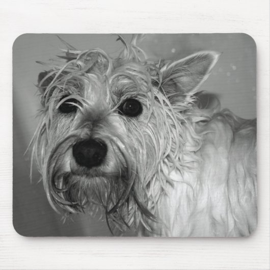 Niedlicher Hund - Westie (Westhochland-Terrier) Mousepad (Vorne)
