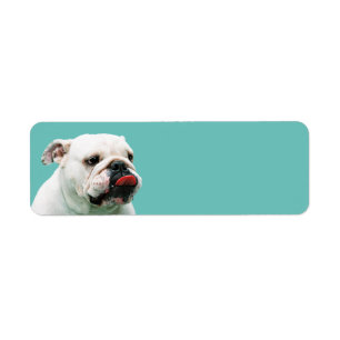 Niedlicher Hundehund