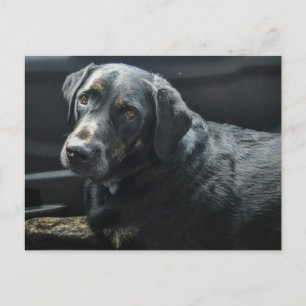 Niedlicher Hundehund Schwarzer Labrador Retriever Postkarte