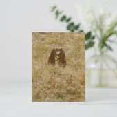 Niedlicher Hundeposter Postkarte (Stehend Vorderseite)