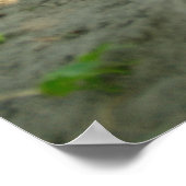 Niedlicher Husky-Hund, der im Sand liegt Poster (Ecke)