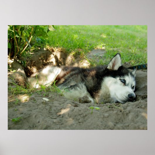 Niedlicher Husky-Hund, der im Sand liegt Poster (Vorne)