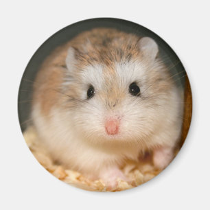 Niedlicher Ickle Magnet