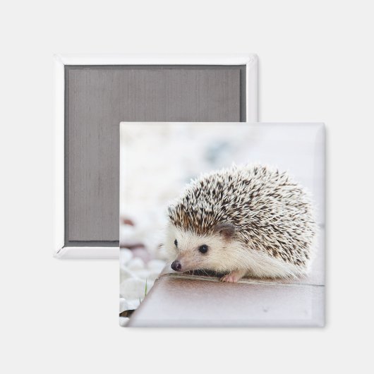 Niedlicher Igel Baby Magnet (Vorderseite/Rückseite)