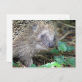 Niedlicher Igel DIY Postkarte (Vorne/Hinten)