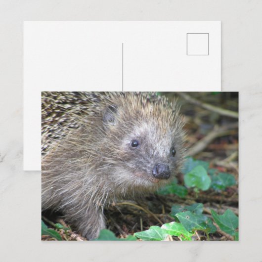 Niedlicher Igel DIY Postkarte (Vorne/Hinten)