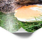 NIEDLICHER IGEL FOTODRUCK (Ecke)