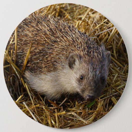 Niedlicher Igel im Stubelfeld Button (Vorderseite)